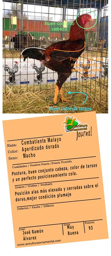 Combatiente Malayo